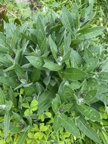 Photo of free Roots of this plant (Welling DA16) #1