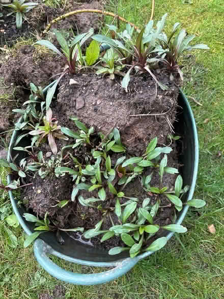 Photo of free Michaelmus Daisy clumps (Oxenholme LA9) #1
