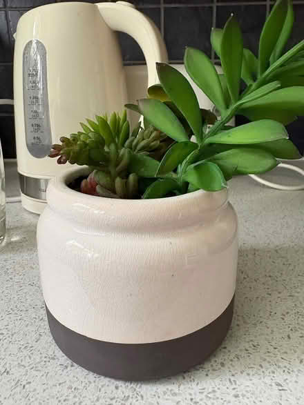 Photo of free Fake plant (CM1 Broomfield) #1