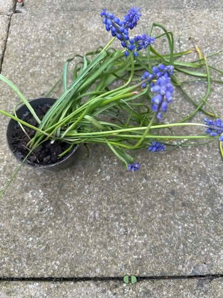 Photo of free Muscari bulbs (CO4 9 Colchester) #1