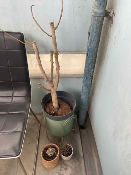 Photo of free Plants in pots (SE2 9TQ) #1