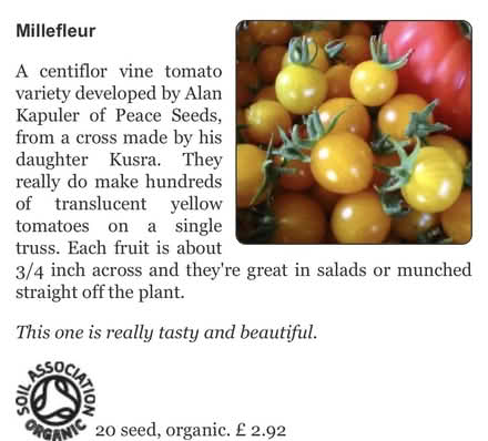 Photo of free Spare tomato plants (GU31 Petersfield Heath) #2