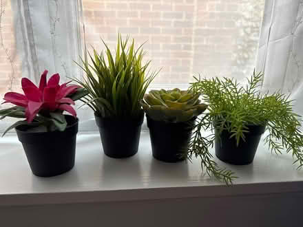 Photo of free Fake plants x 4 (Great Maplestead CO9) #1