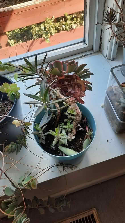 Photo of free Castus Plants (Brimley and Finch, Agincourt) #1