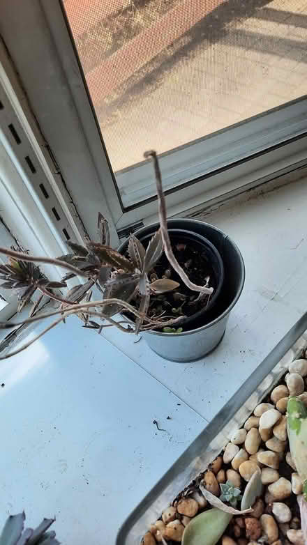 Photo of free Castus Plants (Brimley and Finch, Agincourt) #3