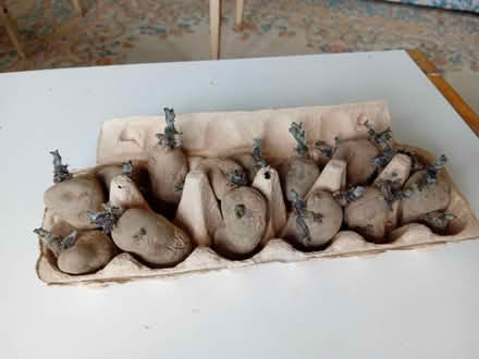 Photo of free Seed potatoes , Wandsworth Common (Wandsworth Common SW12) #1