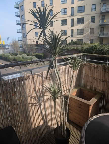 Photo of free Artificial plant outdoors friendly (Leith EH6) #1