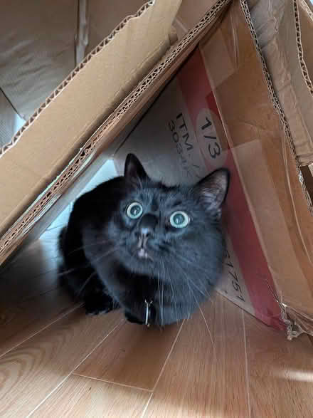 Photo of free big pieces of cardboard (Old Ottawa south) #3