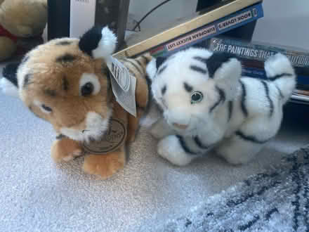 Photo of free Two adorable tiger plushes (Macclesfield SK10) #1