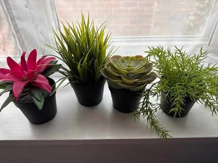 Photo of free Fake plants x 4 (Great Maplestead CO9) #2