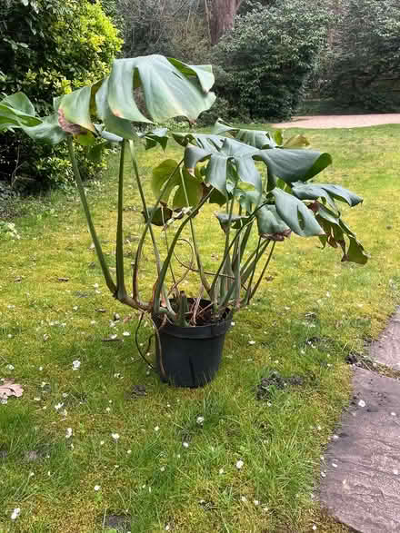 Photo of free Swiss Cheese Plant (GU46 Yateley) #1