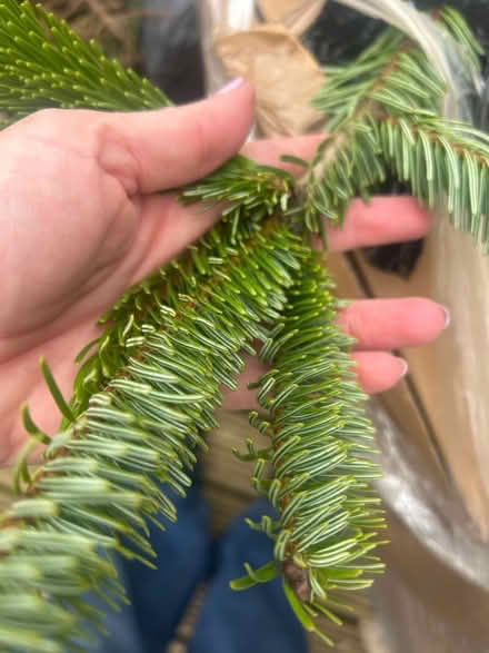 Photo of free 4 boxes, pine branches for wreaths (Leicester LE3) #2