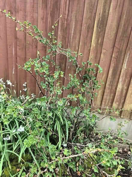 Photo of free Gooseberry bush (Fareham PO14) #1