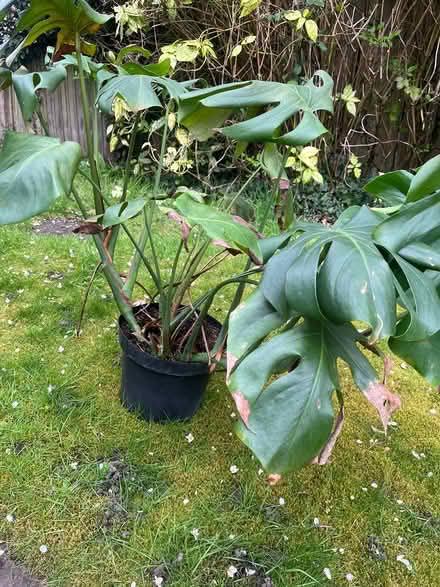 Photo of free Swiss Cheese Plant (GU46 Yateley) #2