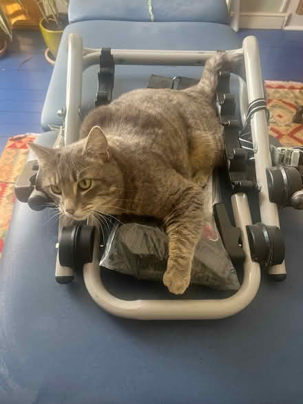 Photo of free Bike Rack (Penrith CA11) #3