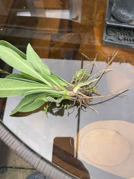 Photo of free Roots of this plant (Welling DA16) #3