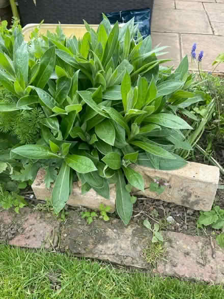 Photo of free Roots of this plant (Welling DA16) #2