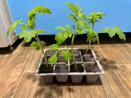 Photo of free Spare tomato plants (GU31 Petersfield Heath) #1