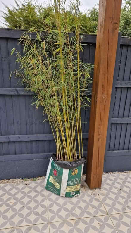 Photo of free Fargesia Robusta Campbell Bamboo (KT3 - Motspur Park) #1