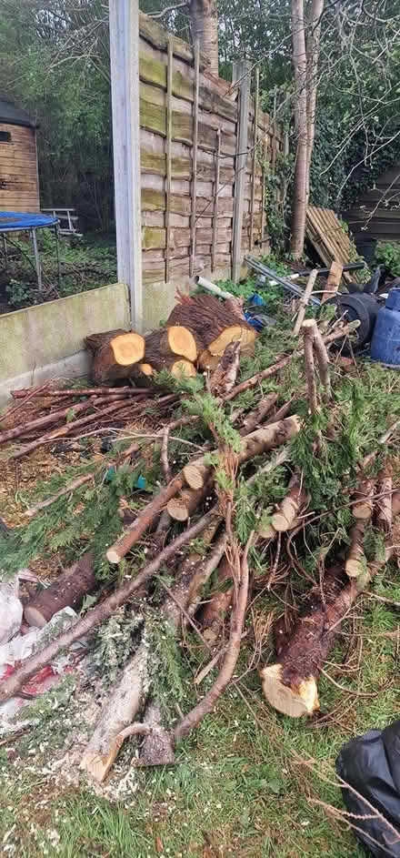 Photo of free Logs from conifer tree (Manchester M21) #1