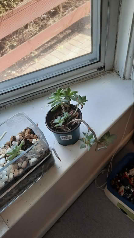 Photo of free Castus Plants (Brimley and Finch, Agincourt) #4