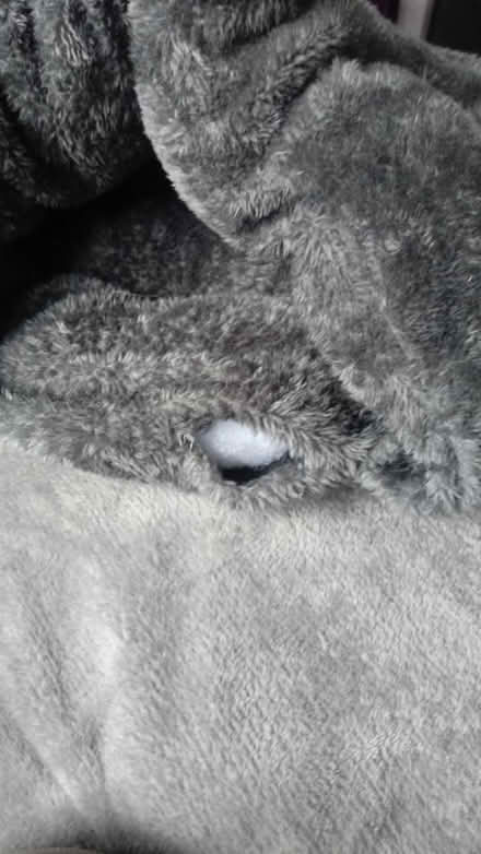 Photo of free Pet bed (Horsham, near Bennetts Field) #3