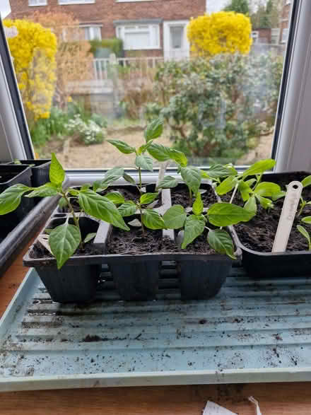 Photo of Seed Starting Cells (Kirkby In Ashfield NG17) #1