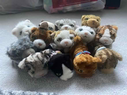 Photo of free The Cat Collection Plush Toys (Macclesfield SK10) #1