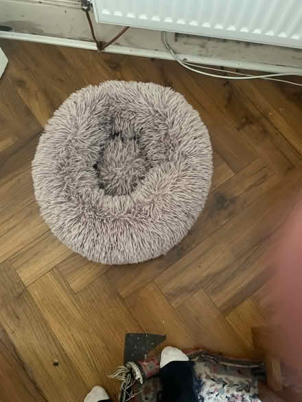 Photo of free Orthopaedic cat cushion (Dalry EH11) #1