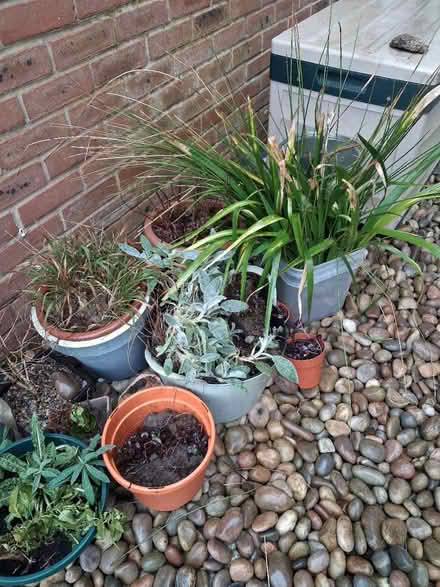 Photo of free Hardy perennial (Horsham) #1