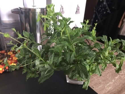 Photo of free More fresh soft mint saplings (Hertford SG13) #1