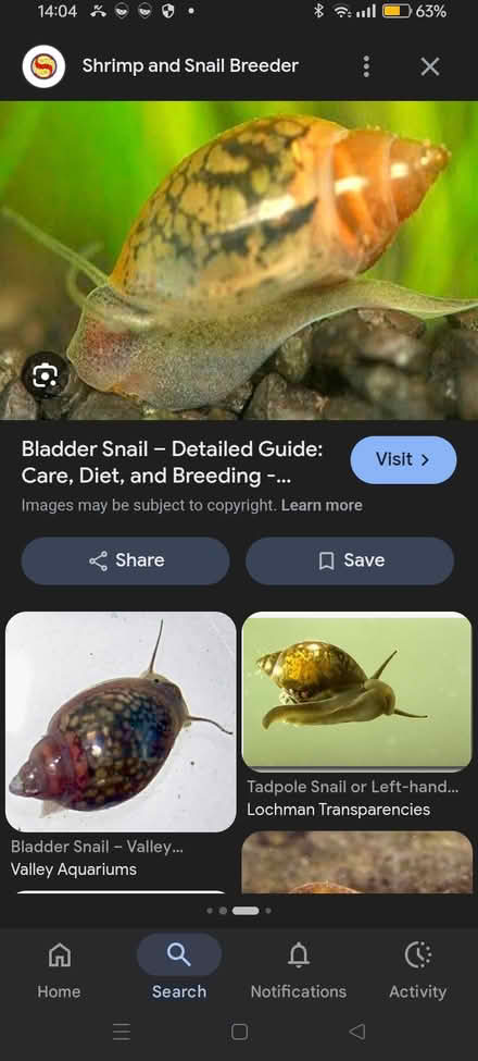 Photo of free Pond/aquarium Snails (Clifton) #1