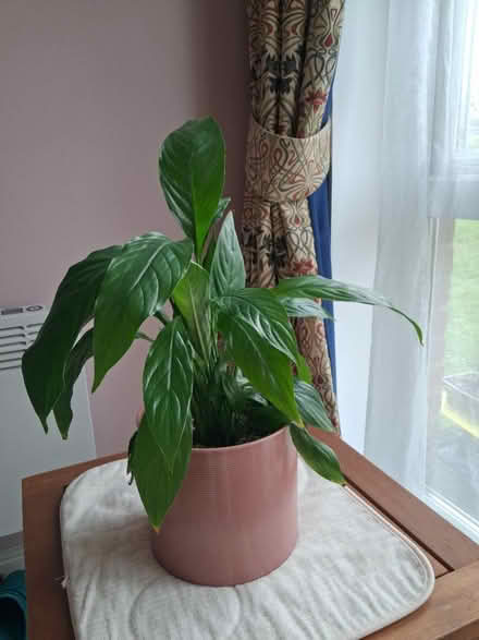 Photo of free Peace lily (Horsham) #1