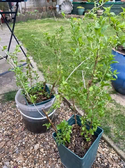 Photo of free Goji berry plants (Feltham TW14) #1