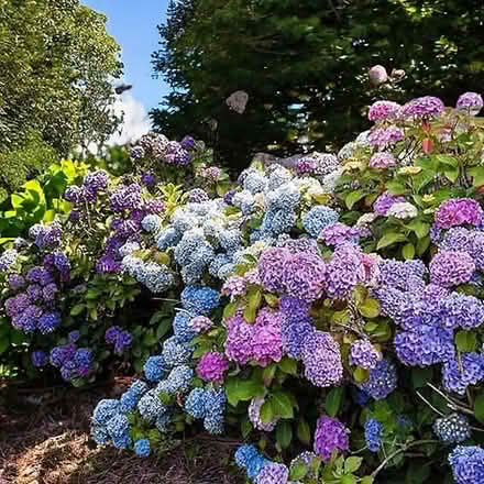 Photo of free Mature Hydrangea Bush (CT11) #1