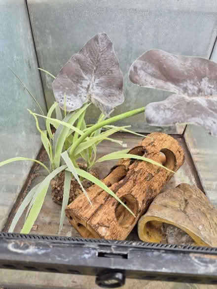 Photo of free Small gecko glass vivarium (Medway/kent) #3