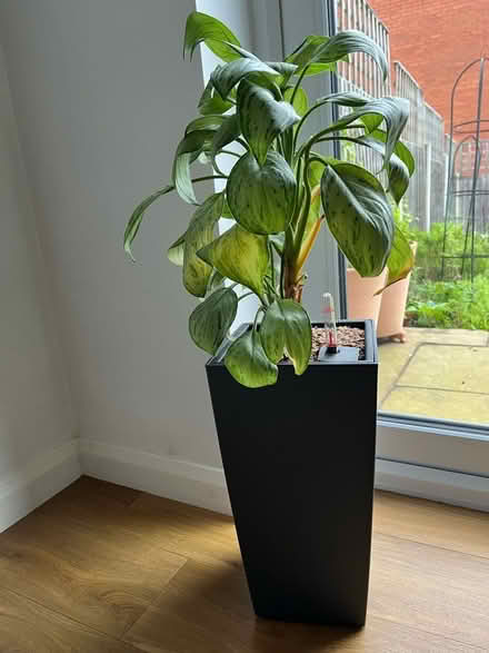 Photo of free Two self-watering plants (Malvern Link WR14) #1