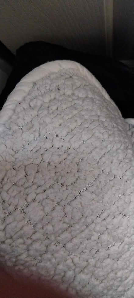 Photo of free Teddy Bear mattress topper-single (Heeley S2) #1