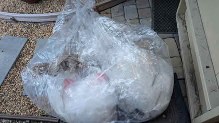 Photo of free Large plastic bags (Cupertino/West San Jose) #1