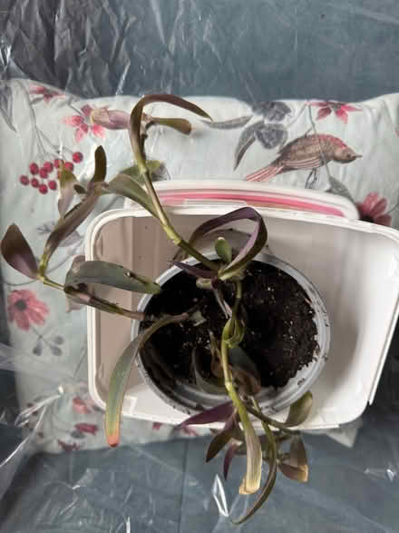 Photo of free Houseplant (Hale Village) #1