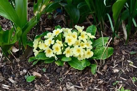 Photo of free Primulae (Hatfield AL10) #2