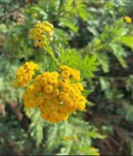 Photo of free Plants newly dug up (Otley LS21) #3