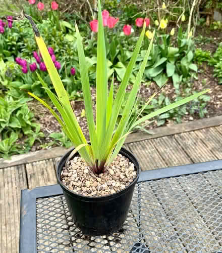 Photo of free Sisyrinchium plant (Hatfield AL10) #3