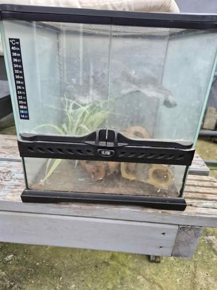 Photo of free Small gecko glass vivarium (Medway/kent) #1