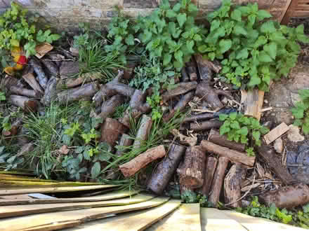 Photo of free plum tree for fire wood (Crystal Palace/Thornton Heath) #2