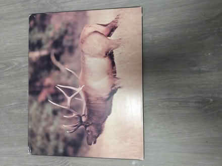 Photo of free Deer Buck photo mounted (Near Baseline Rd. & Clyde Ave.) #1