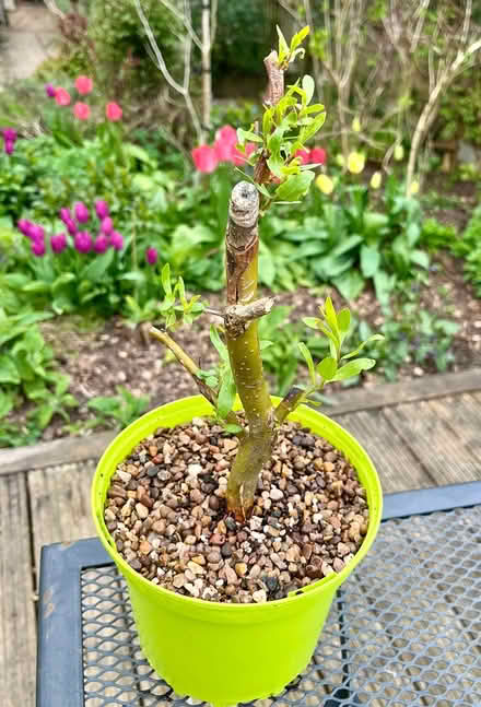 Photo of free Twisted willow (Hatfield AL10) #1