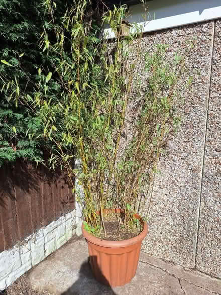 Photo of free Pot of bamboo (Manor Top S12) #1