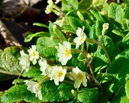 Photo of free Primulae (Hatfield AL10) #1