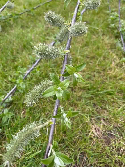 Photo of free 2/3m Goat Willow tree (Linden GL1) #2